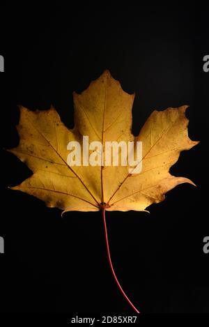 A still life of a yellow maple leaf and stem against a black background Stock Photo