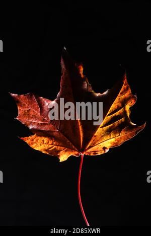 A still life of a red and yellow maple leaf and stem against a black background Stock Photo