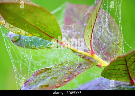 Dewdrops in a spiders web hanging in vegetation Stock Photo
