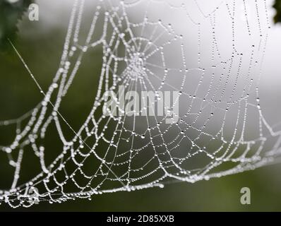 Dewdrops in a spiders web hanging in vegetation Stock Photo