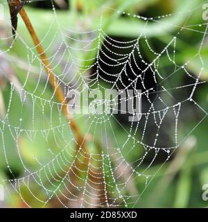 Dewdrops in a spiders web hanging in vegetation Stock Photo