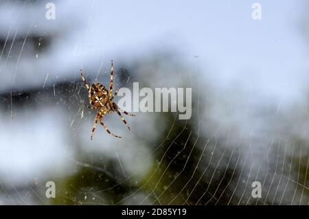 European garden spider Araneus diadematus in its web Stock Photo