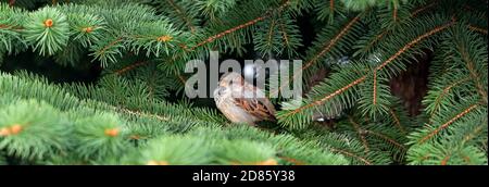 A sparrow sits on fir branches. Selective focus Stock Photo