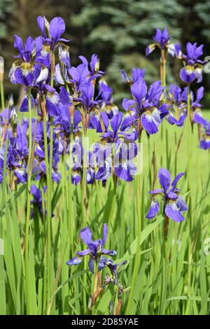 Group of blue Siberian Iris flowering in a garden Stock Photo