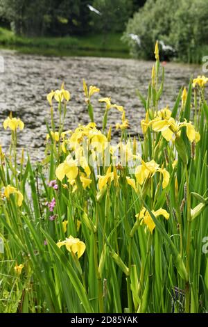 Yellow water Iris pseudacorus growing by a pond Stock Photo
