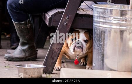 Bulldog sitting underneath chair with owner Stock Photo