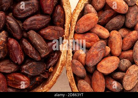 Detail of roasted and unpeeled cocoa beans in a pod on beige background. Stock Photo