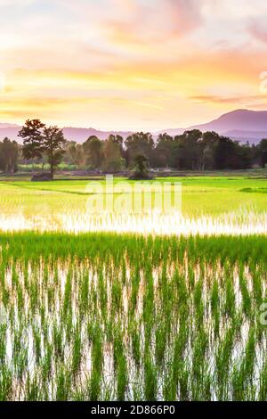 Landscape rice field at dusk, dramatic sunset sky over green rice seedlings, forest and mountains in the backgrounds. Thailand. Stock Photo