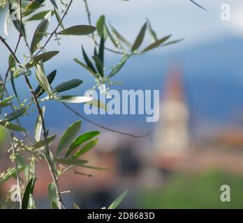 olive tree branch in tuscan countryside. A village church with its bell tower in the background Stock Photo