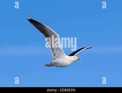 Great Black-Backed Gull (Larus marinus) in Winter plumage flying against blue sky in Spring in West Sussex, England, UK. Gull in flight with wings up. Stock Photo