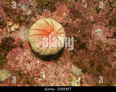 A picture of an European edible sea urchin or common sea urchin, Echinus esculentus. This is a species of marine invertebrate in the Echinidae family. Picture from the Weather Islands, western Sweden Stock Photo