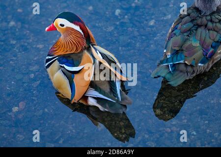 Mandarin duck, Burnaby Lake Regional Park, Burnaby, British Columbia, Canada Stock Photo