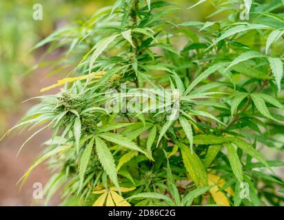 Marijuana Plant at Rastafarian Community, Blue Mountains, Saint Andrew Parish, Jamaica Stock Photo