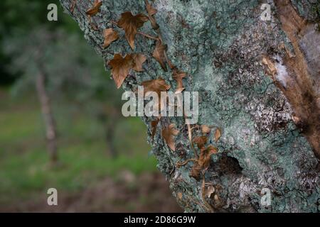 dry ivy leaves on olive tree on background of olive grove, in Tuscany land Stock Photo