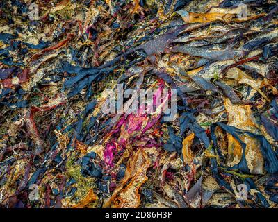 Seaweed on beach Stock Photo