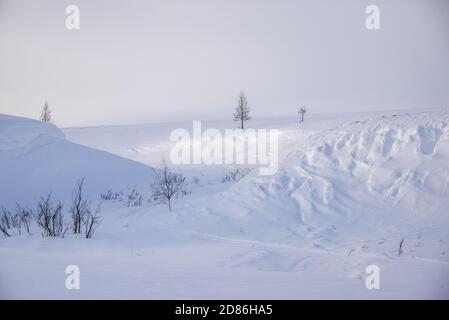Snow white covered tundra landscape, Yamalo-Nenets Autonomous Okrug, Russia Stock Photo