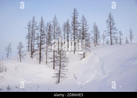 Snow white covered tundra landscape, Yamalo-Nenets Autonomous Okrug, Russia Stock Photo