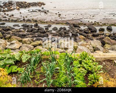 Vegetable garden with sea in background, Runswick Bay, North Yorkshire Coast, UK. Stock Photo