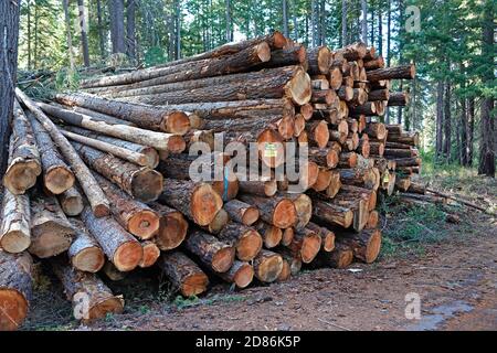 A pile of fir logs cut by the US Forest Service in a large  logging operation to thin the Deschutes National Forest in central Oregon in order to redu Stock Photo