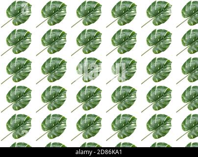 Seamless pattern of Monstera palm leaf, isolated on white Stock Photo