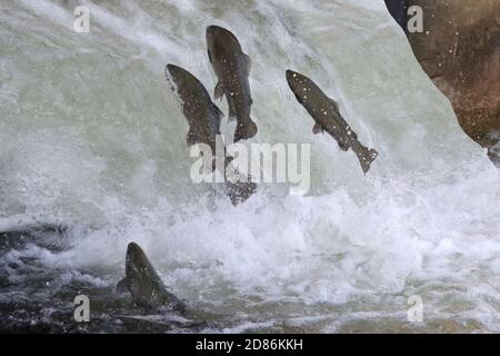 Salmon jumping up fish ladder man made Stock Photo