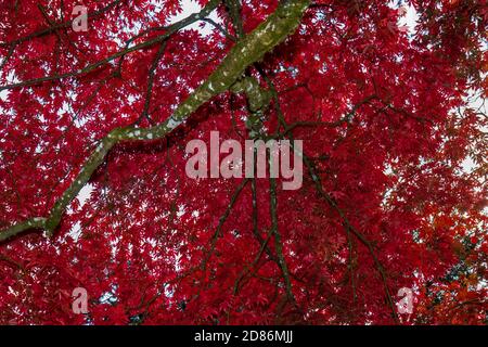 Beautiful red colored Japanese Acer leaves on a tree Stock Photo