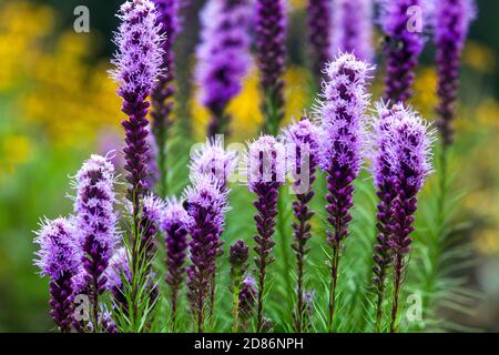 Liatris spicata purple june flowers Stock Photo