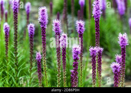 Purple flowers in garden Liatris spicata Dense blazing star hardy perennials flowers Stock Photo