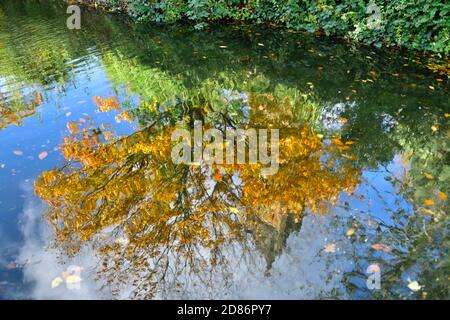 Distorted reflection of autumn tree and Cabot tower in pond at Brandon Hill Park, Bristol, UK Stock Photo