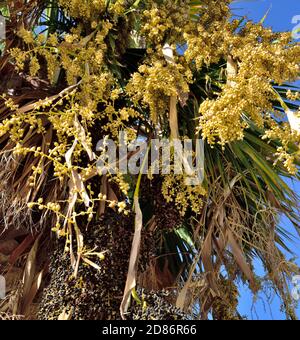 Growing palm tree (Euterpe oleracea) with black ripe and tan unripe acai berries Stock Photo