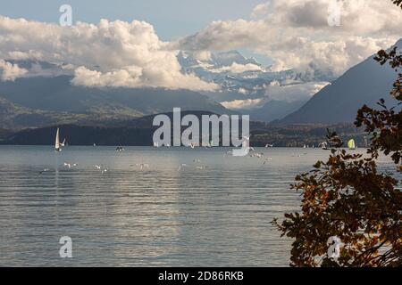 Seagulls flying over the lake of Thun Switzerland Stock Photo