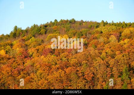 Striking colors of fall foliage near Grand Canyon of Pennsylvania, U.S Stock Photo