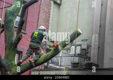 Tree trimmer working on tree removal in the courtyard garden of a Greenwich Village building in New York City, NY, USA Stock Photo