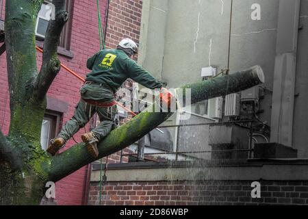 Tree trimmer working on tree removal in the courtyard garden of a Greenwich Village building in New York City, NY, USA Stock Photo