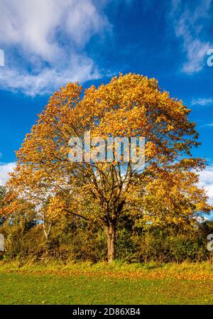 fall leaves of Sycamore tree on ground At Kanapaha Botanical Gardens ...