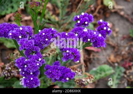 Beautiful flowers of Statice or Limonium sinuatum or Wavyleaf sea lavender. Small flowers with white and violet color. Stock Photo