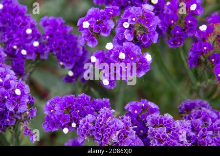 Beautiful flowers of Statice or Limonium sinuatum or Wavyleaf sea lavender. Small flowers with white and violet color. Stock Photo