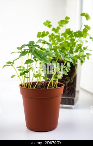 Basil and parsley sprouts in pots on windowsill. Growing microgreens at home, vertical view, selective focus. Stock Photo