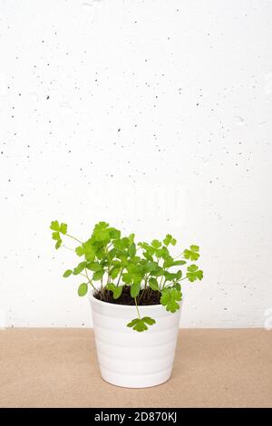 White little pot with parsley sprouts on craft brown paper on white concrete wall background. Growing microgreens home Stock Photo