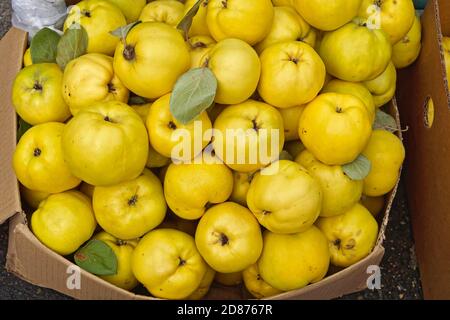 Fresh yellow quince apples fruit in box Stock Photo