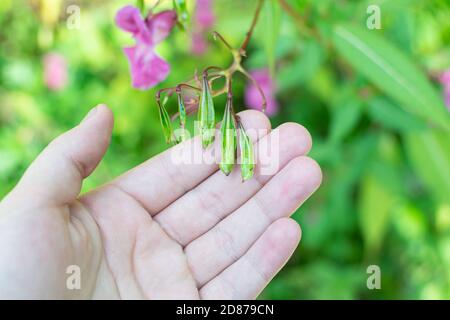 Himalayan balm seeds in hand close up photo. Policeman Helmet plant, Bobby Tops, Invasive asian plant species. Stock Photo