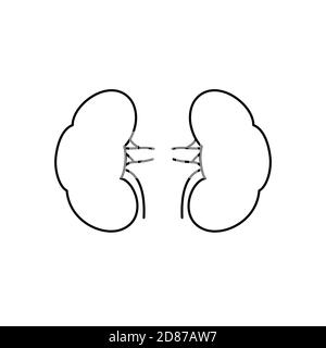 Anatomical contoured human kidneys scientifically accurate on white background. Medical science anatomy illustration. Stock Vector