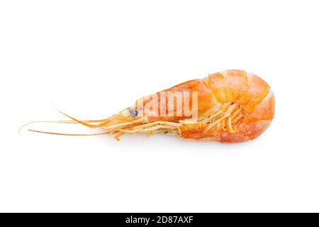 Boiled tiger prawns isolated on white background. Tasty shrimps. Stock Photo