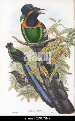 Astrapia Nigra – The Birds of New Guinea, between 1875 and 1888 Stock Photo