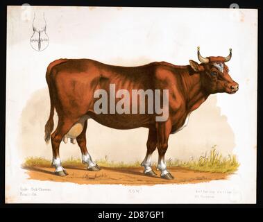 Cow with skeleton, illustration from 1872 Stock Photo