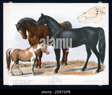 Illustration of Race Horse, Cart Horse and a Pony Stock Photo