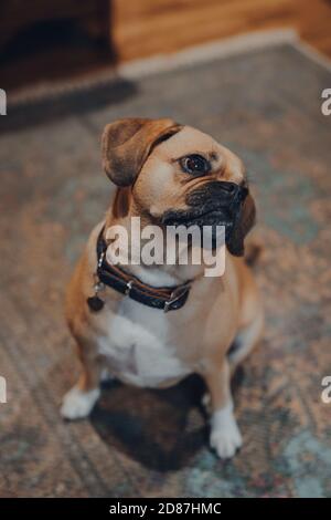 High angle view portrait of a puggle sitting on the floor listening to the owner, head tilt, selective focus. Stock Photo