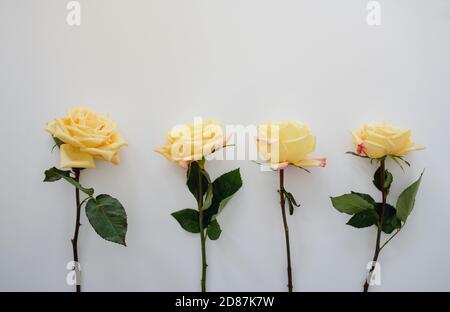 four yellow roses on plain white background Stock Photo