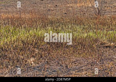 Regrowth in a Prairie After a Fire in Deer Grove Preserve in Illinois Stock Photo