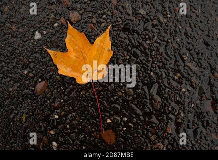 Single leaf on black background Stock Photo